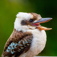 Kookaburra