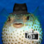 DilDO Gugfish