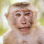 Harambe C