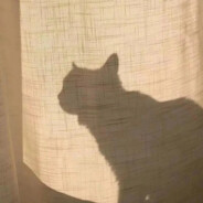 糯糯不是小团子