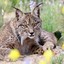 Lince247