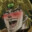 dio brando