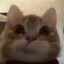 stimpy