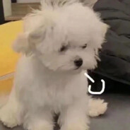 世界第一精神稳定.