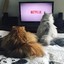 The Netflix Cat