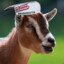 Bot Goats With Krispy Kreme Hats