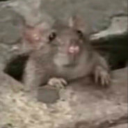 下水道的鼠鼠