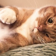 СвяТой_ КотиК