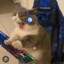 gato gamer