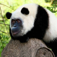 pandaco