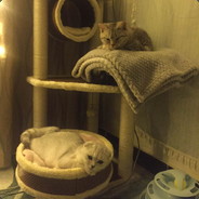 尧尧家的老五啊