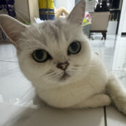 就特么你叫夏洛啊