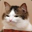 just a cat