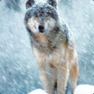 ArcticWolf