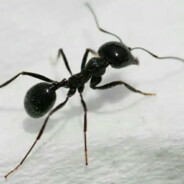 Ant.
