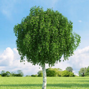 Петроп и Укрушка