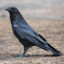 Corvus Corax