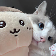 见不得女人流泪