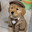 優しい DOG
