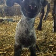 ♥Sir♥Smily♥ - steam id 76561197964424373