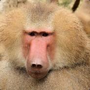 Гамадрик Мума