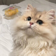 VIENE SERVITA LA ZUPPA DI POLLO