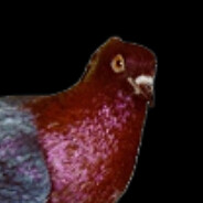 PIGEON
