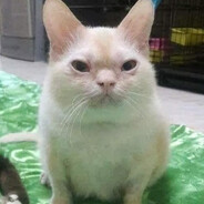 yat aşşa CSGOSKINS