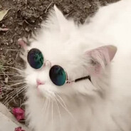 bonk avatar