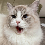 来三个魔王护我要爽挖