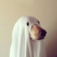 Perro Fantasma