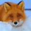Fox&quot;