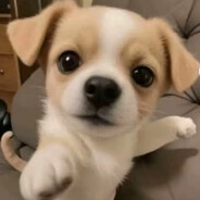 奥特老八哈基米