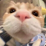 小猹ovo