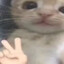 猫咪在发冷