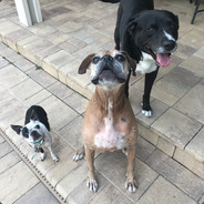 DOGGIESQUAD
