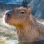 Bucketlist : See Capibara