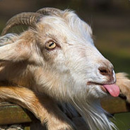 Oh my Goat!