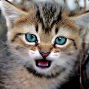 KittensMcGinnis