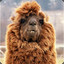 Alpacaman