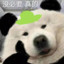 绿帽小Panda