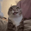 2K cat