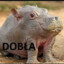 Debil