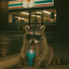 Sapa_racoon