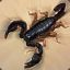 Black Scorpion