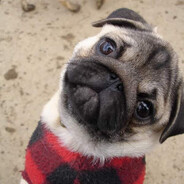 Pug