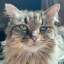 Mr.Meowie