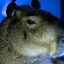 Capivara_gamer