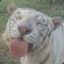 capt.tiger