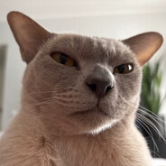 Rrrrr Steam avatar